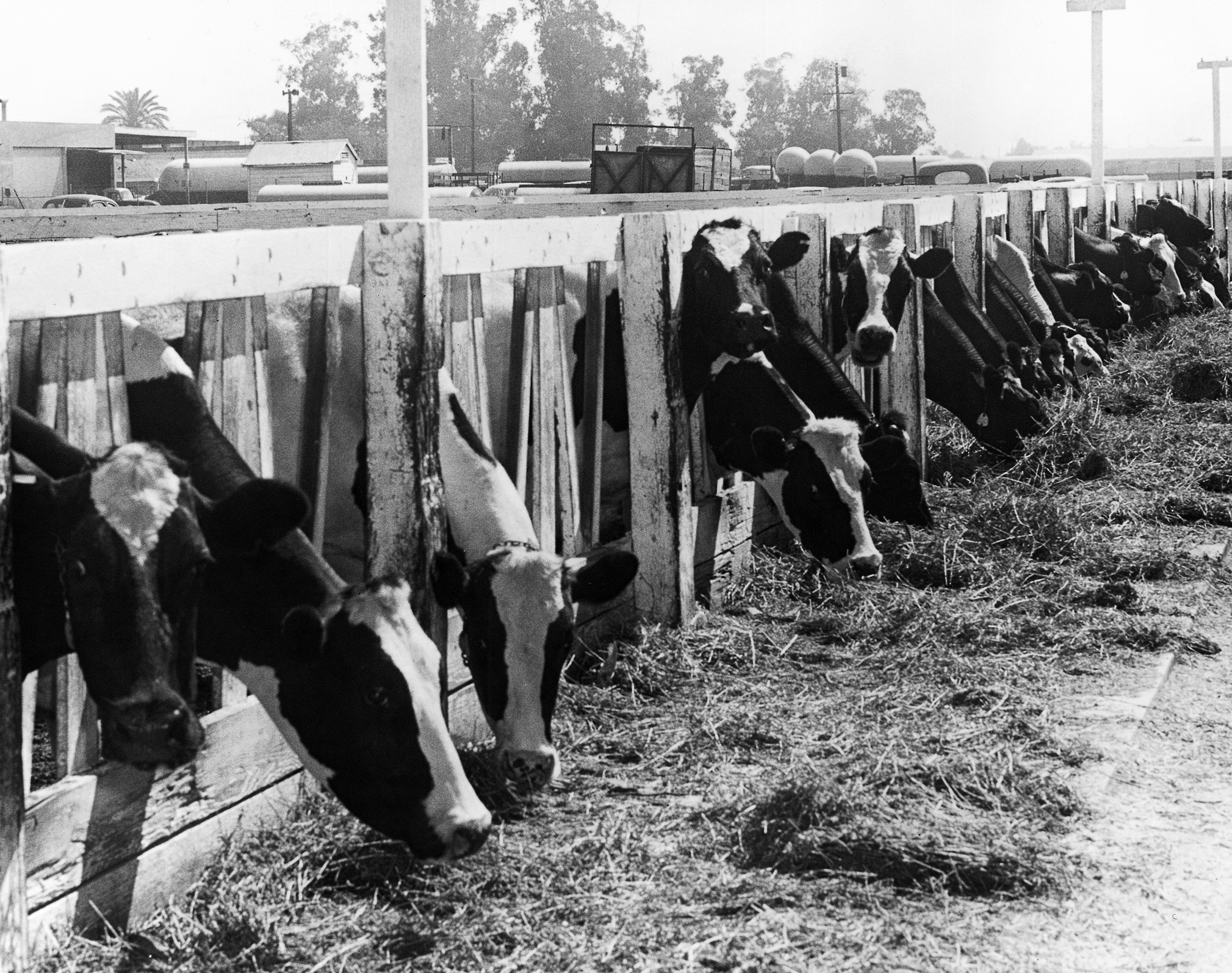 Photo of cows taken in September 1959.